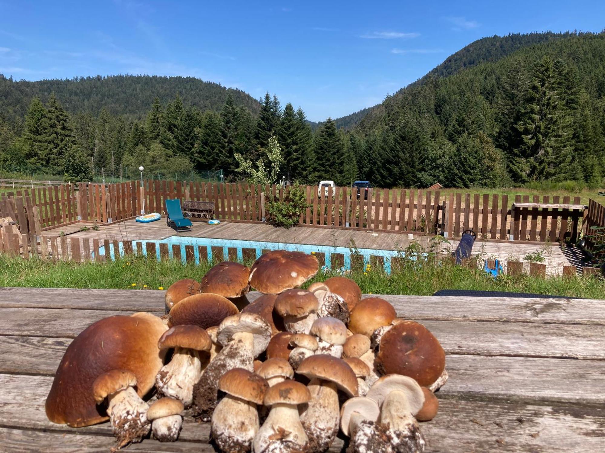 Le Perchoir, Gite 7 Personnes, Le Grand Valtin Ban-sur-Meurthe-Clefcy エクステリア 写真
